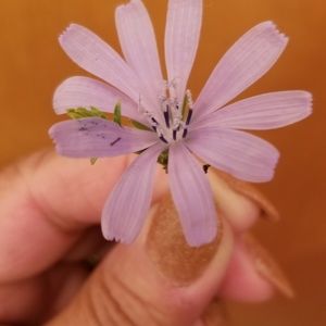 Meet your Posher, Cynthia